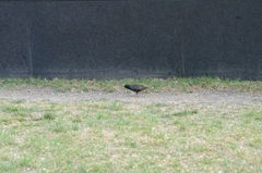 Sturnus vulgaris