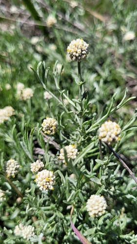 Image of Calocephalus lacteus by (c) Eamonn Culhane, some rights reserved (CC BY)