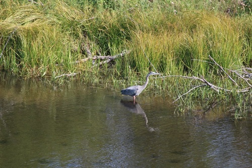 Great Blue Heron photographed in Wyoming