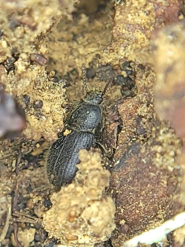 Eleodes littoralis photo 2