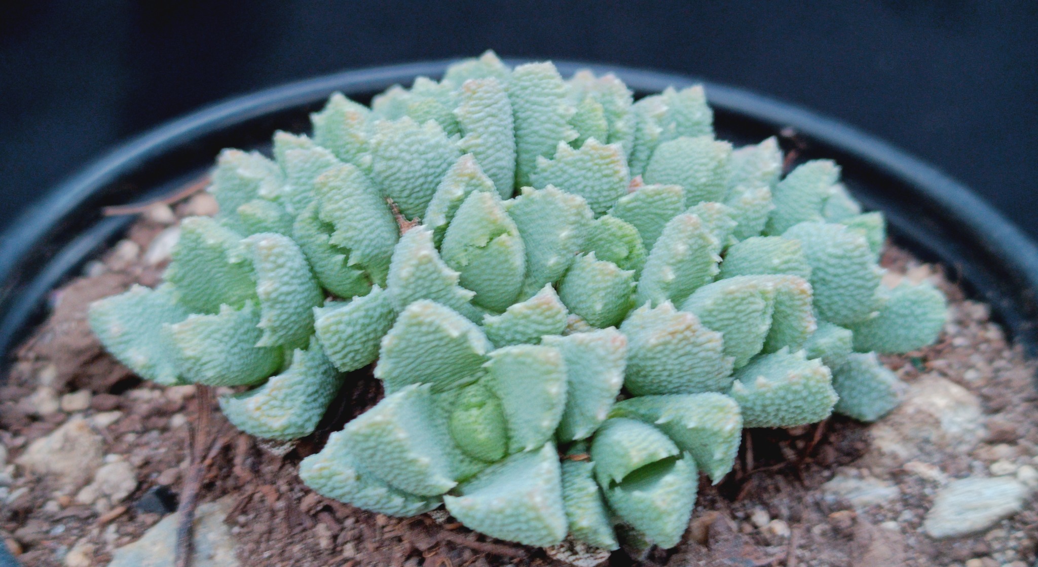 Stomatium mustellinum (Salm-Dyck) Schwantes 2