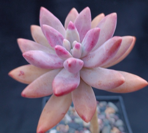 ×Pachyveria 'Clavifolia' 2