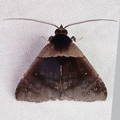 Crithote pallivaga