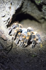 Megaphobema mesomelas