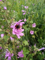 Bombus terrestris dalmatinus
