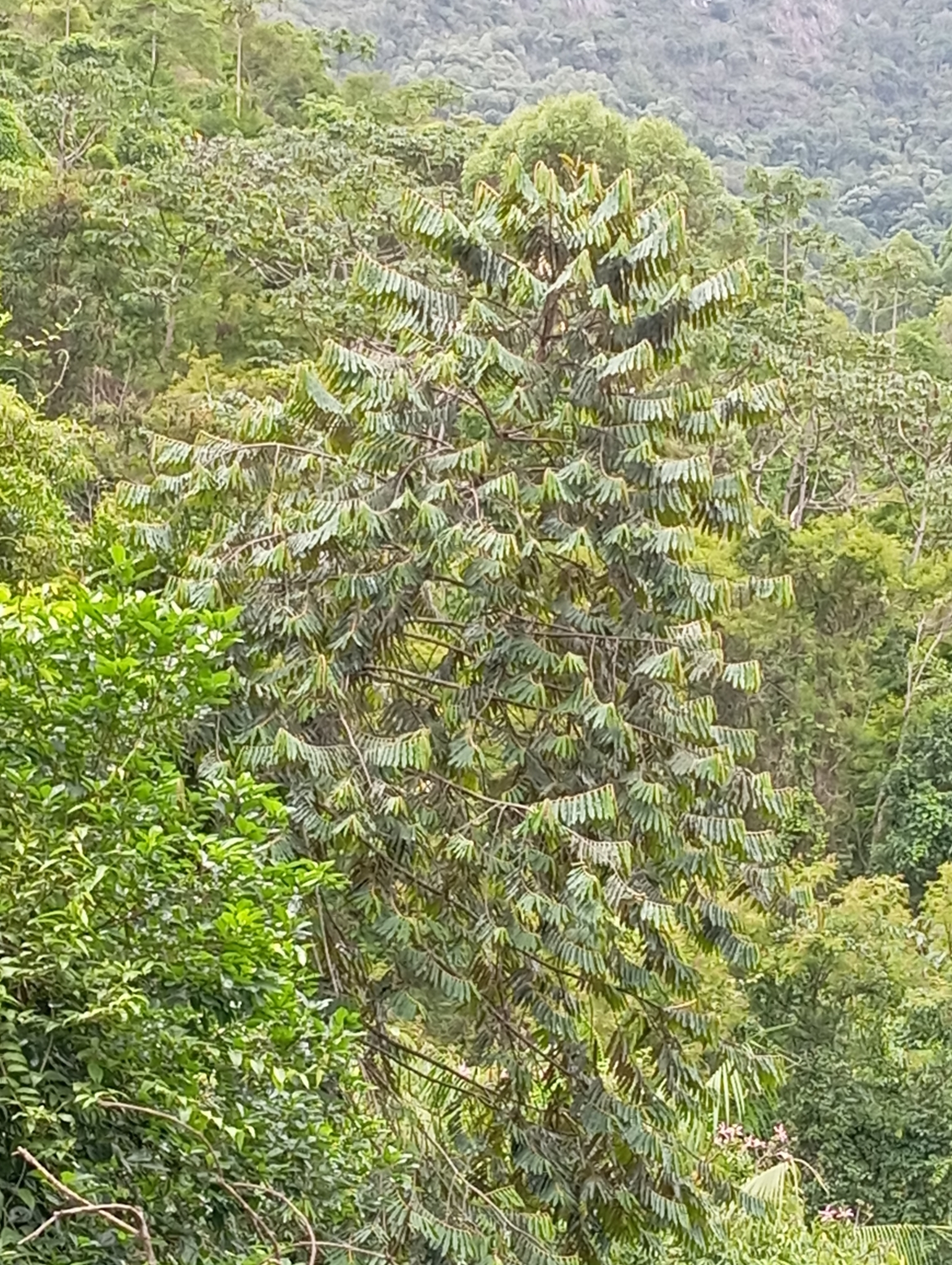 Imagem de Ucuuba