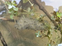 Pelodytes punctatus