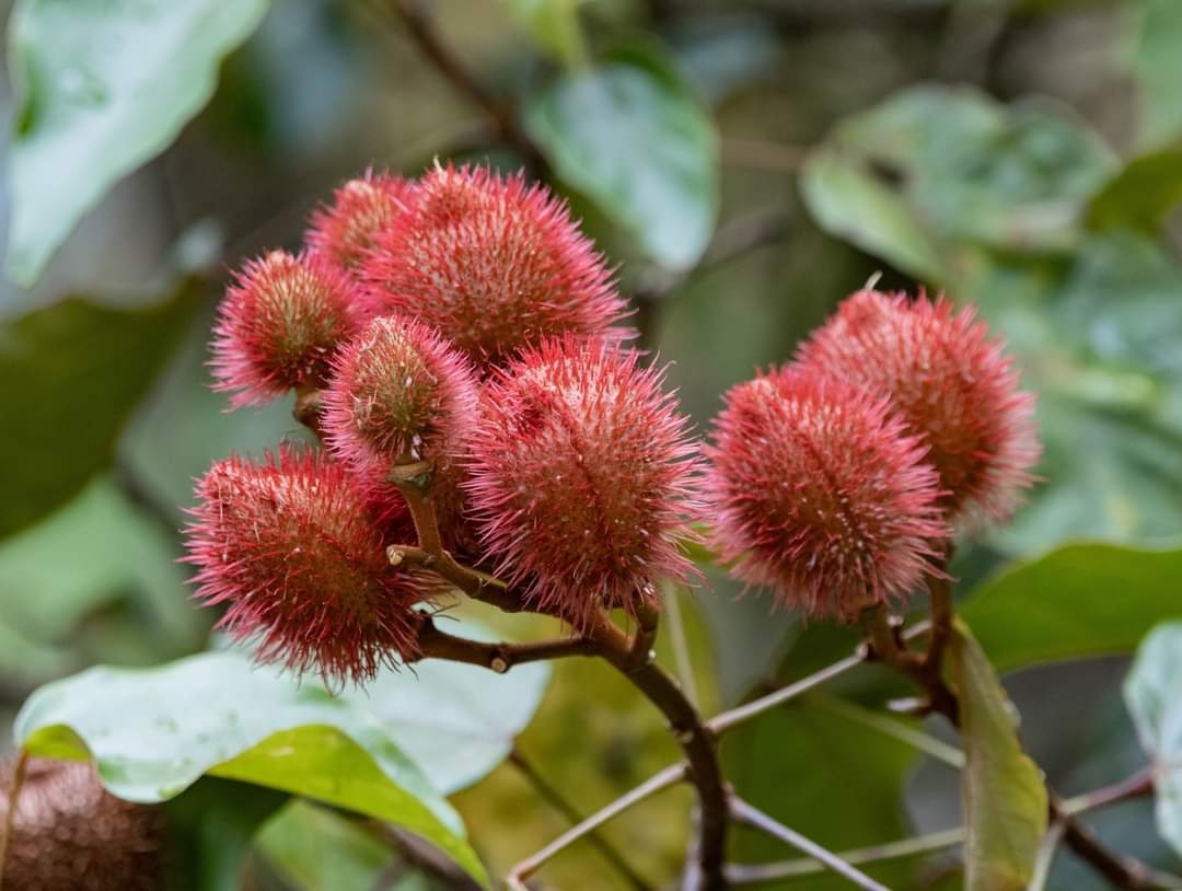 Imagem de Urucum