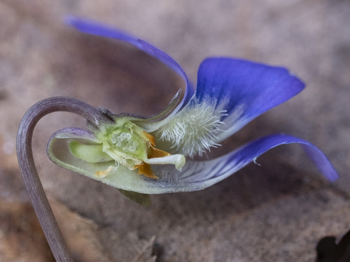 Viola sororia iNat (1)