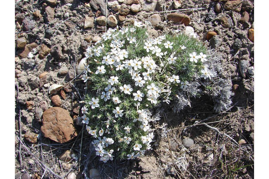 spiny phlox
