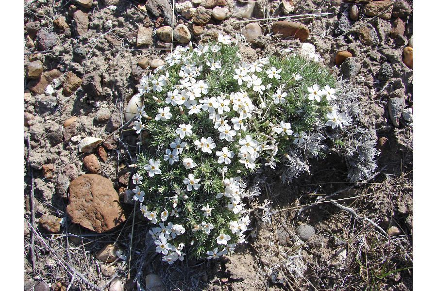 Phlox hoodii