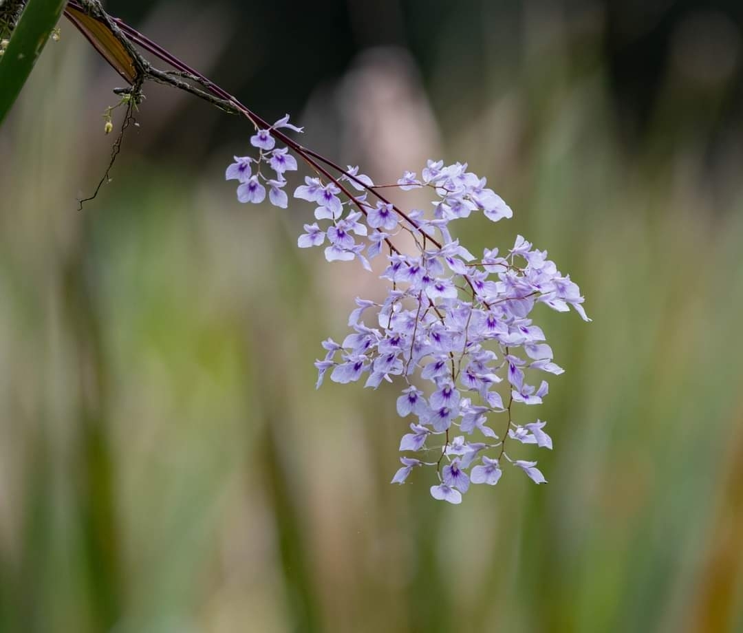 Ionopsis utricularioides