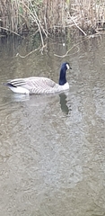 Branta canadensis