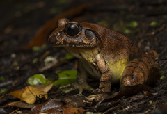 Southern Stuttering Barred Frog photo 1