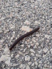 Pachyiulus apfelbecki