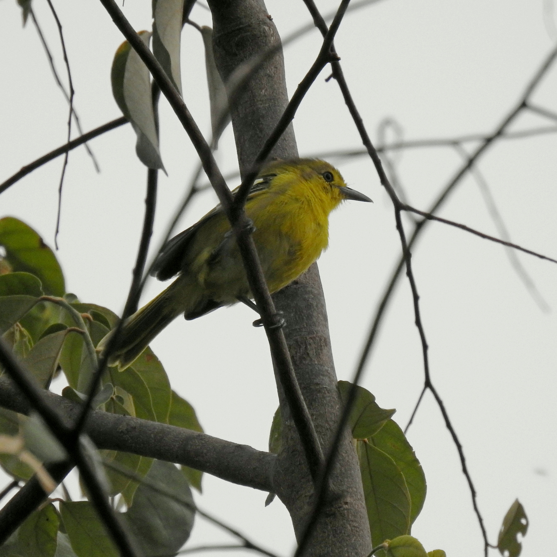 Aegithina tiphia scapularis