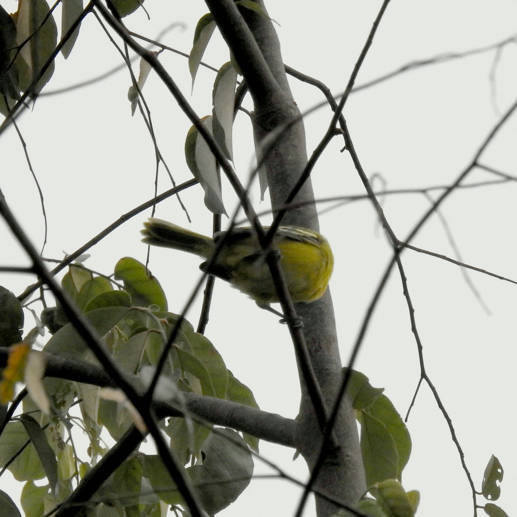 Aegithina tiphia scapularis