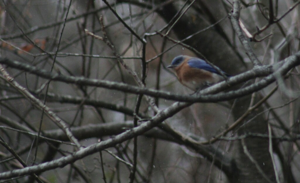 Eastern Bluebird from Baltimore County, MD, USA on January 15, 2024 at