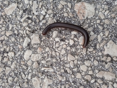 Pachyiulus apfelbecki