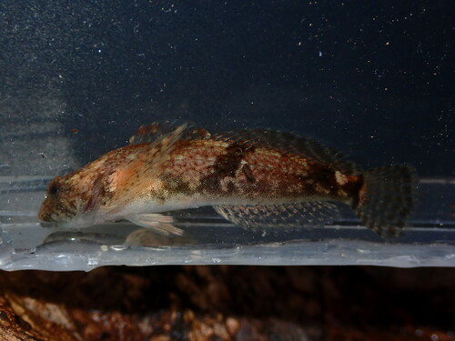 Cottus immaculatus