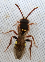 Nomada marshamella