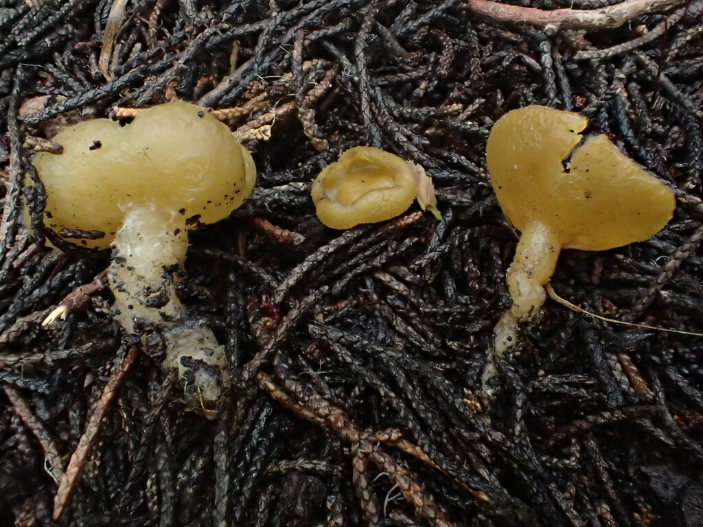 Sowerbyella sp. 'radiculata-CA01'