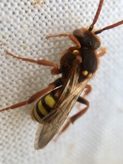 Nomada marshamella
