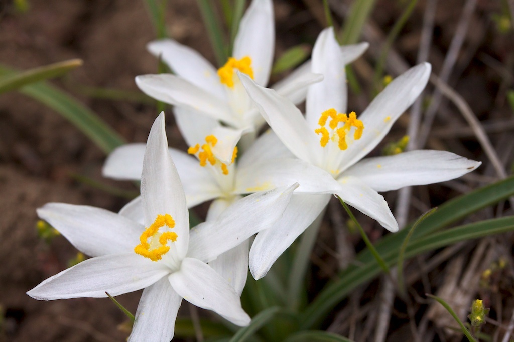 Leucocrinum