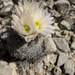 Mariposa Cactus - Photo (c) cwhiting, some rights reserved (CC BY-NC), uploaded by cwhiting