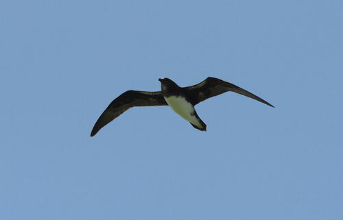 Phoenix Petrel (Pterodroma alba), photo 8