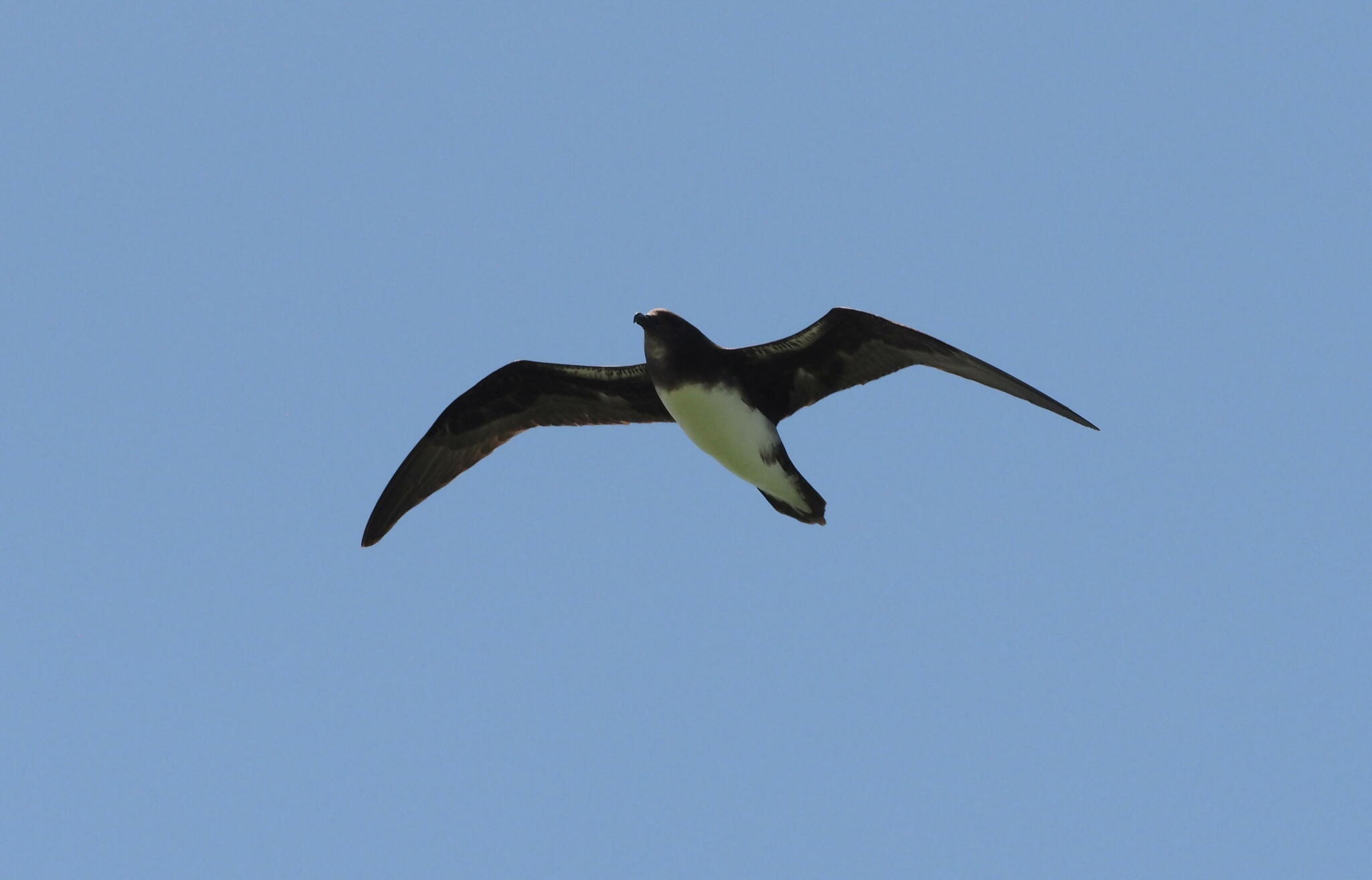 Phoenix Petrel (Pterodroma alba), photo 6