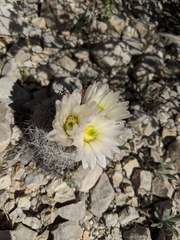 Echinomastus mariposensis