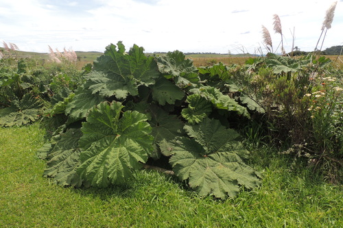 Image of Gunnera manicata by (c) William G. Borges, some rights reserved (CC BY)