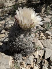 Echinomastus mariposensis