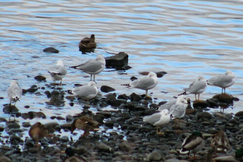 Ring-billed Gull photographed in Washington