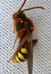 Nomada marshamella