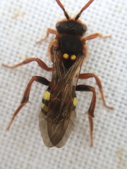 Nomada marshamella