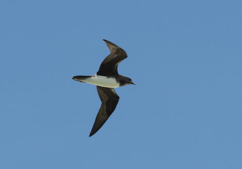 Phoenix Petrel (Pterodroma alba), photo 10