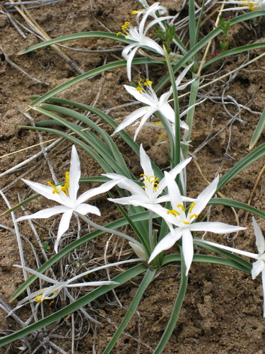 common starlily