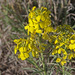 Prairie-rocket Wallflower - Photo (c) Jerry Oldenettel, some rights reserved (CC BY-NC-SA)