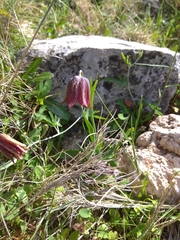 Fritillaria graeca