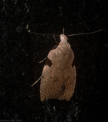 Zonopetala quadripustulella