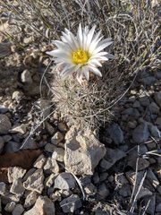 Echinomastus warnockii