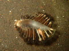 Pteroeides