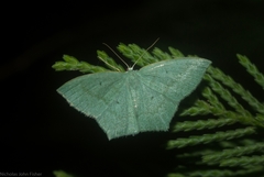 Maxates centrophylla