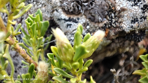 Image of Baccharis tricuneata by (c) Thomaz Ricardo Favreto Sinani, some rights reserved (CC BY)