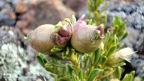 Image of Baccharis tricuneata by (c) Thomaz Ricardo Favreto Sinani, some rights reserved (CC BY)