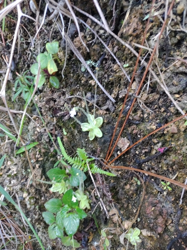 Pinguicula crenatiloba