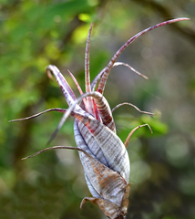 Tillandsia flexuosa