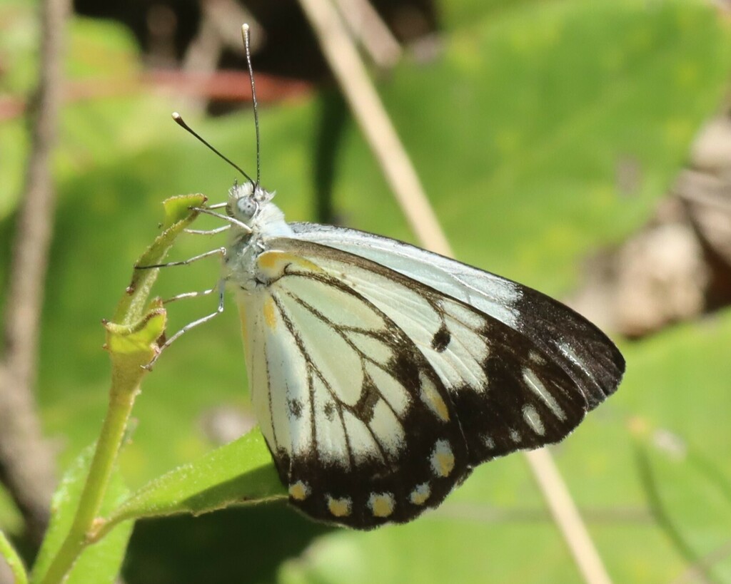 Caper White in December 2023 by Nature_Lover. Location: Blue Mountains ...